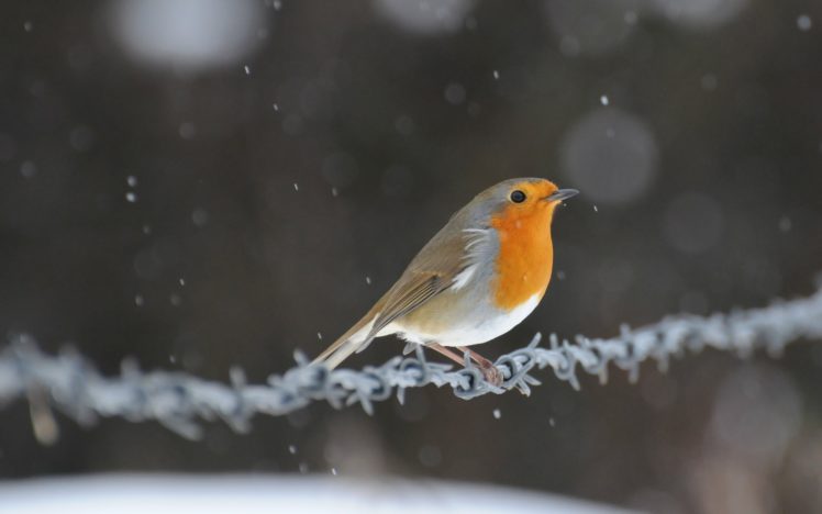 bird, Wire, Snow, Glare HD Wallpaper Desktop Background
