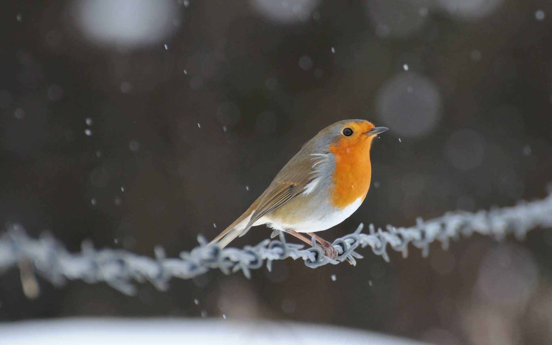 bird, Wire, Snow, Glare Wallpaper