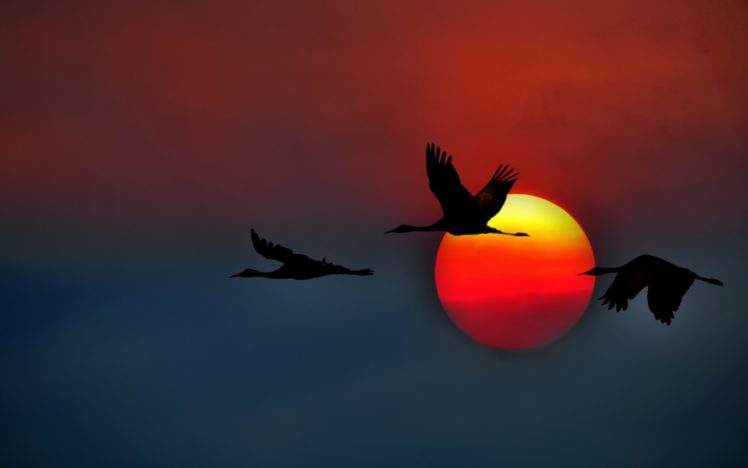sandhill, Cranes, Crane, Flying, California, Usa, Sun, Sunset, Sky HD Wallpaper Desktop Background