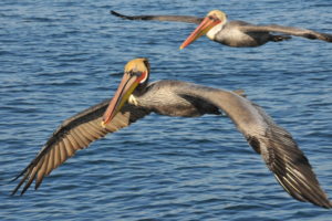 sea, Birds, Pelican