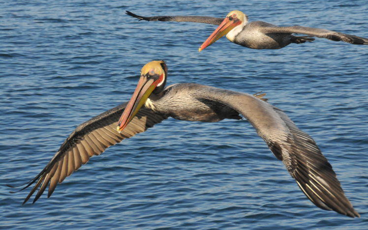sea, Birds, Pelican HD Wallpaper Desktop Background