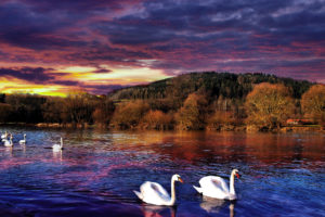 sunset, River, Swans, Landscape