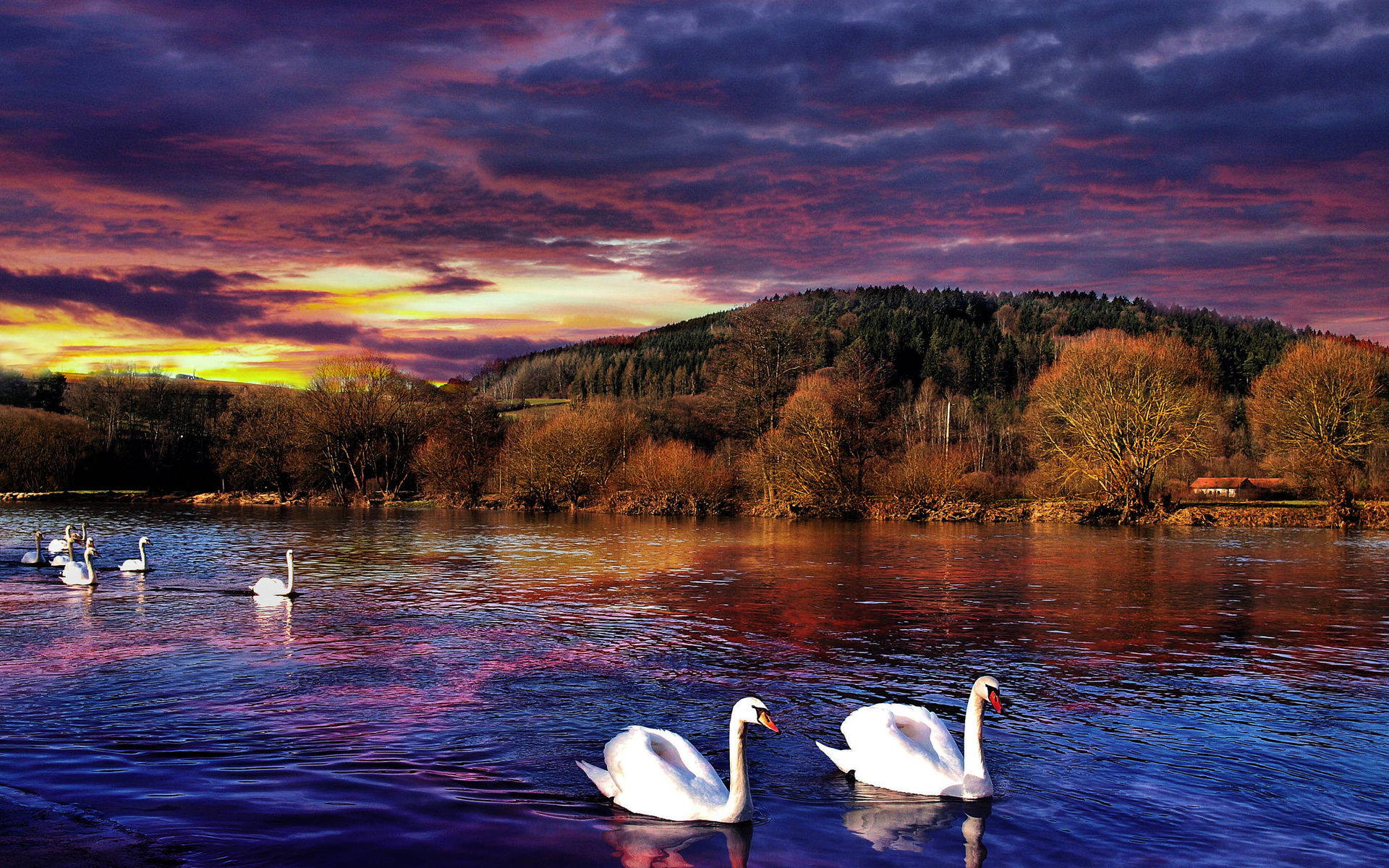 sunset, River, Swans, Landscape Wallpaper