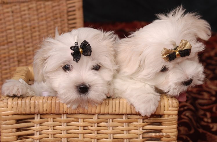 dogs, Wicker, Basket, White, Puppy, Animals HD Wallpaper Desktop Background