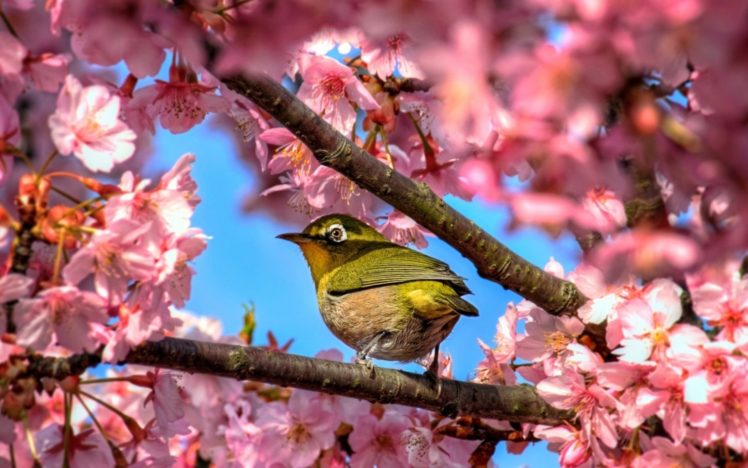 eye, White, Sakura, Japanese, Bird, Flower, Blossom HD Wallpaper Desktop Background