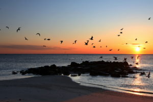 beaches, Sunset, Ocean, Sea, Birds