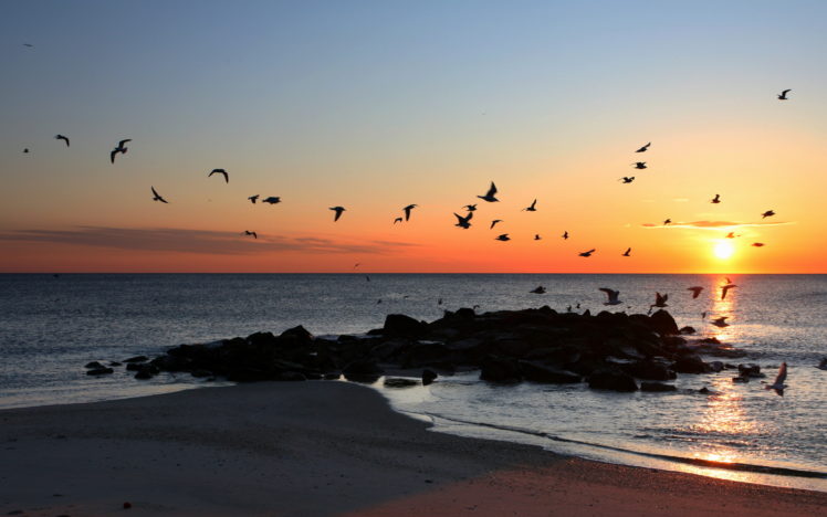 beaches, Sunset, Ocean, Sea, Birds HD Wallpaper Desktop Background