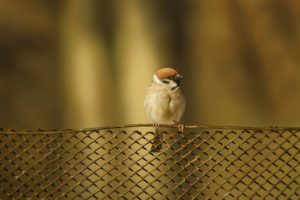 bird, Sparrow, Fence