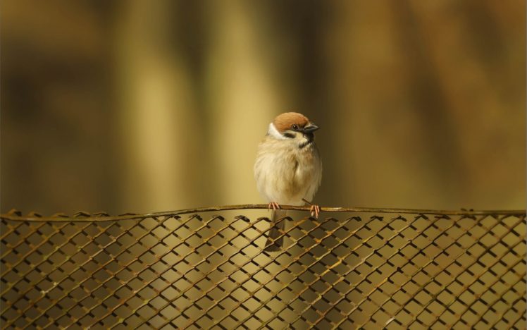 bird, Sparrow, Fence HD Wallpaper Desktop Background