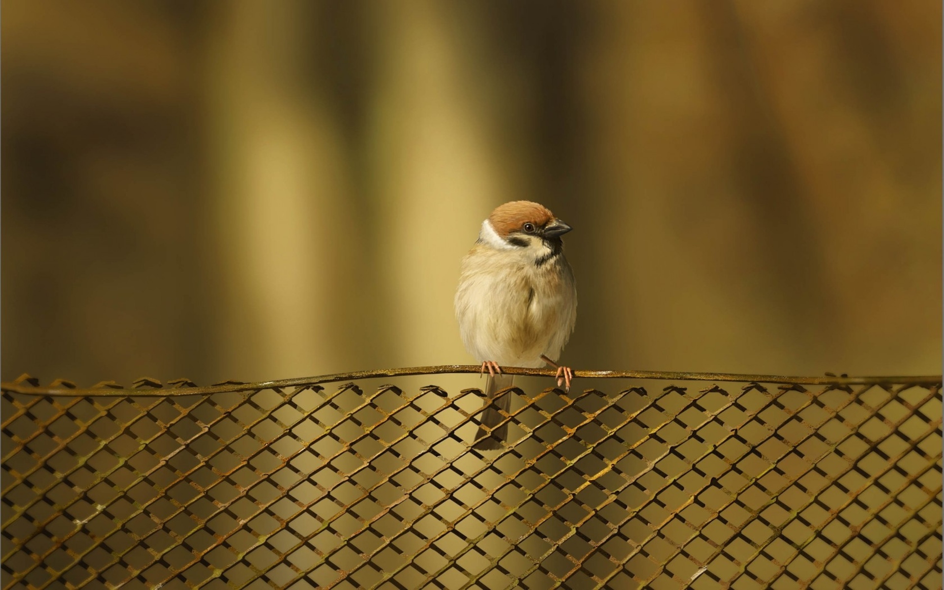 bird, Sparrow, Fence Wallpaper