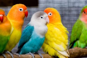 parrots, Love, Bird