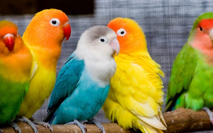 parrots, Love, Bird HD Wallpaper Desktop Background