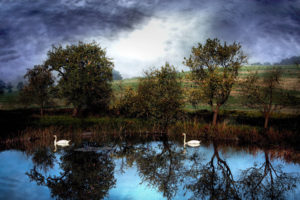 pond, Swans, Clouds, Trees, Landscape, Reflection, Birds