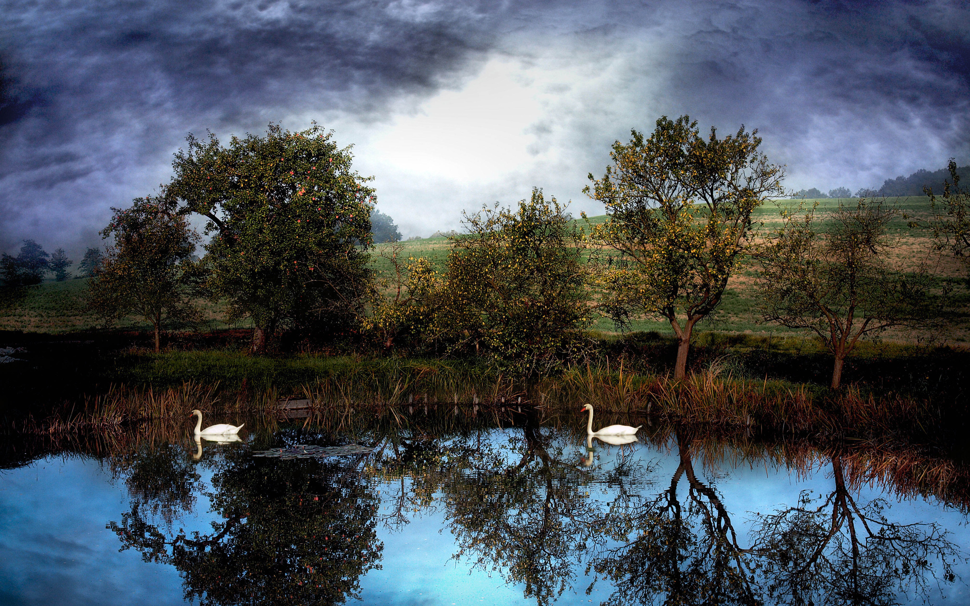 pond, Swans, Clouds, Trees, Landscape, Reflection, Birds Wallpaper