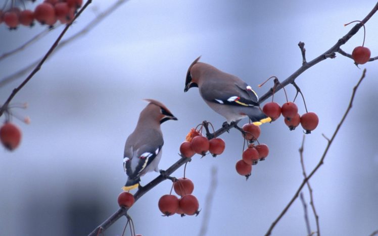 bird, Branch, Close, Up, Birds, Branches, Berries HD Wallpaper Desktop Background