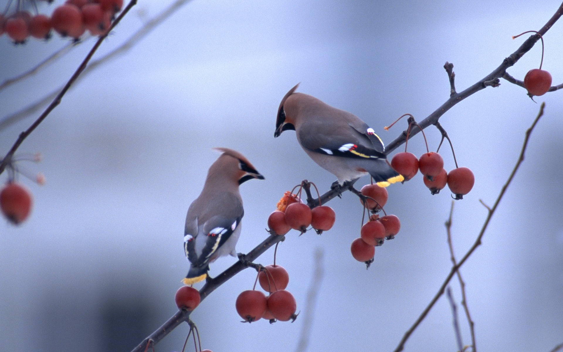 bird, Branch, Close, Up, Birds, Branches, Berries Wallpapers HD