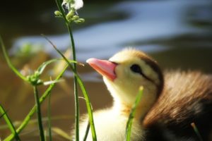 duck, Grass, Beak, Pond, Water, Duckling