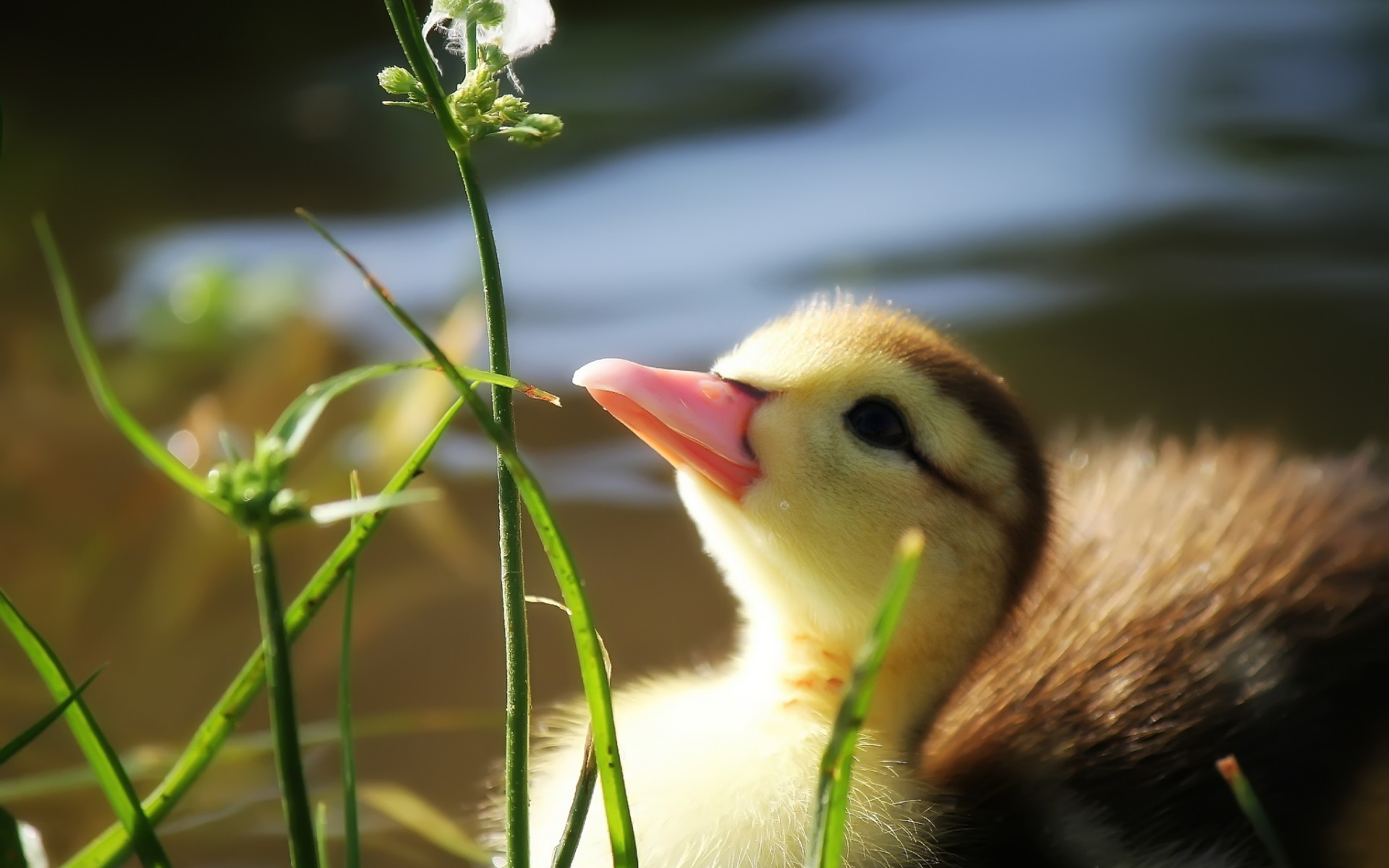 duck, Grass, Beak, Pond, Water, Duckling Wallpaper