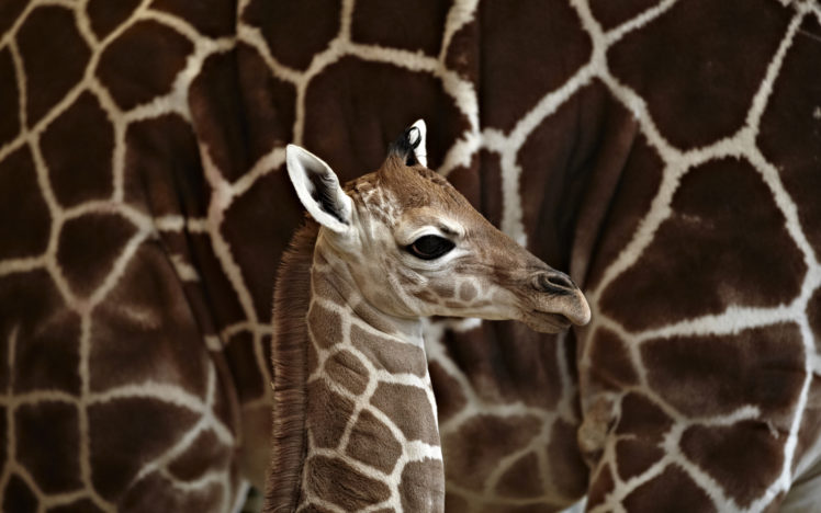 giraffe, Baby HD Wallpaper Desktop Background