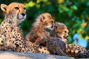 cheetah, Cub