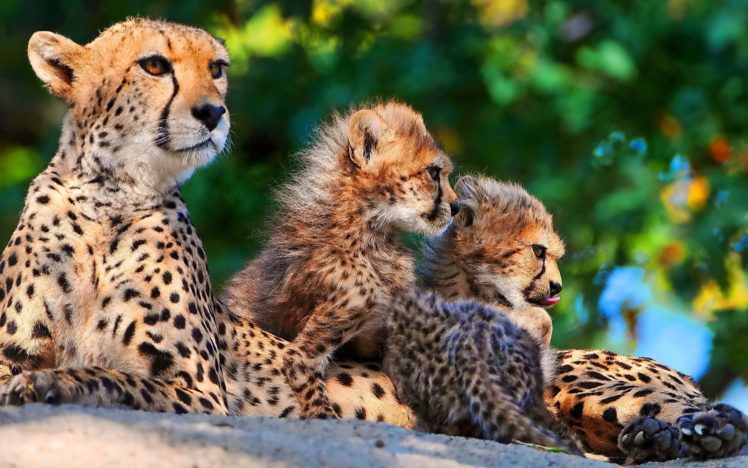 cheetah, Cub HD Wallpaper Desktop Background