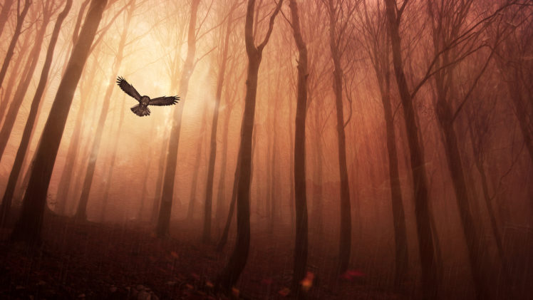 owl, Forest, Trees, Bird HD Wallpaper Desktop Background