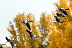 ducks, Autumn, Nature