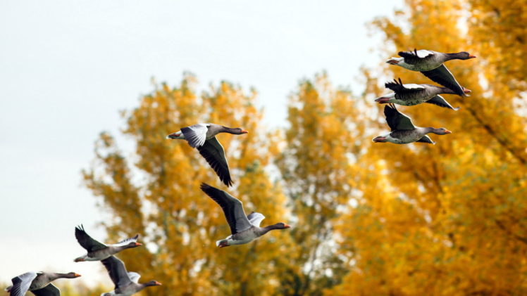 ducks, Autumn, Nature HD Wallpaper Desktop Background