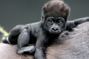 monkey, Baby, Gorillas, Hair