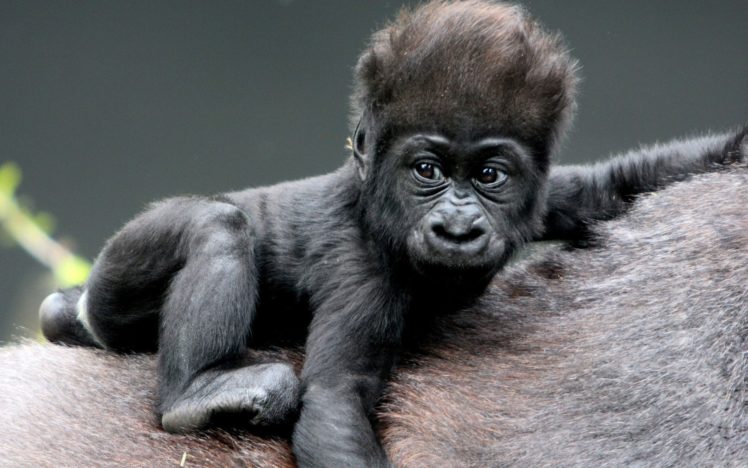 monkey, Baby, Gorillas, Hair HD Wallpaper Desktop Background