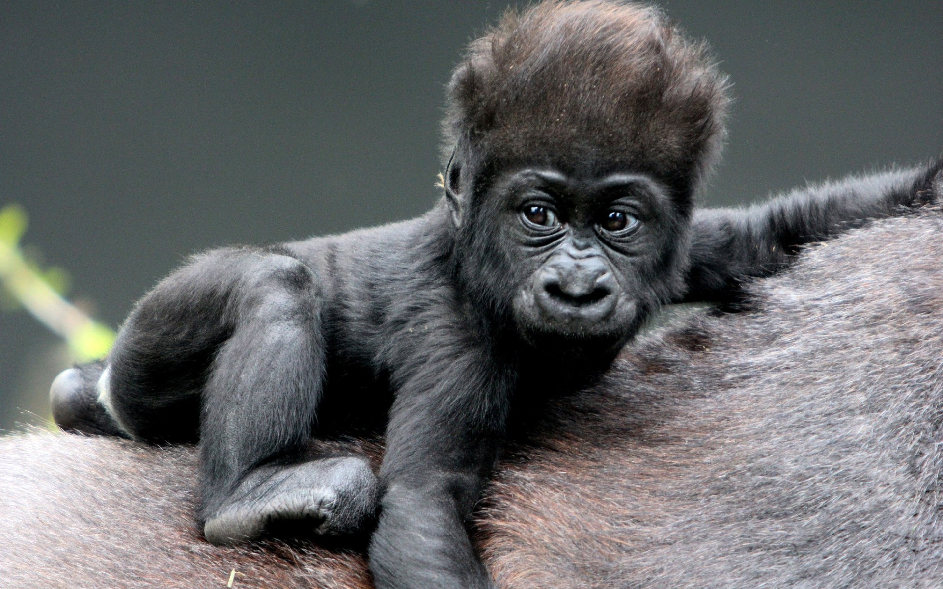 monkey, Baby, Gorillas, Hair Wallpaper
