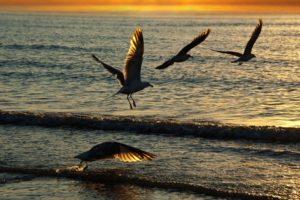 sea, Seagulls, Sunset, Landscape, Ocean, Beaches