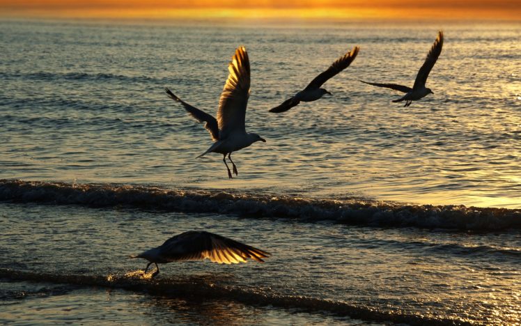 sea, Seagulls, Sunset, Landscape, Ocean, Beaches HD Wallpaper Desktop Background