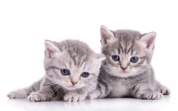 kittens, Kitten, Cat, Cats, Baby, Cute, S HD Wallpaper Desktop Background