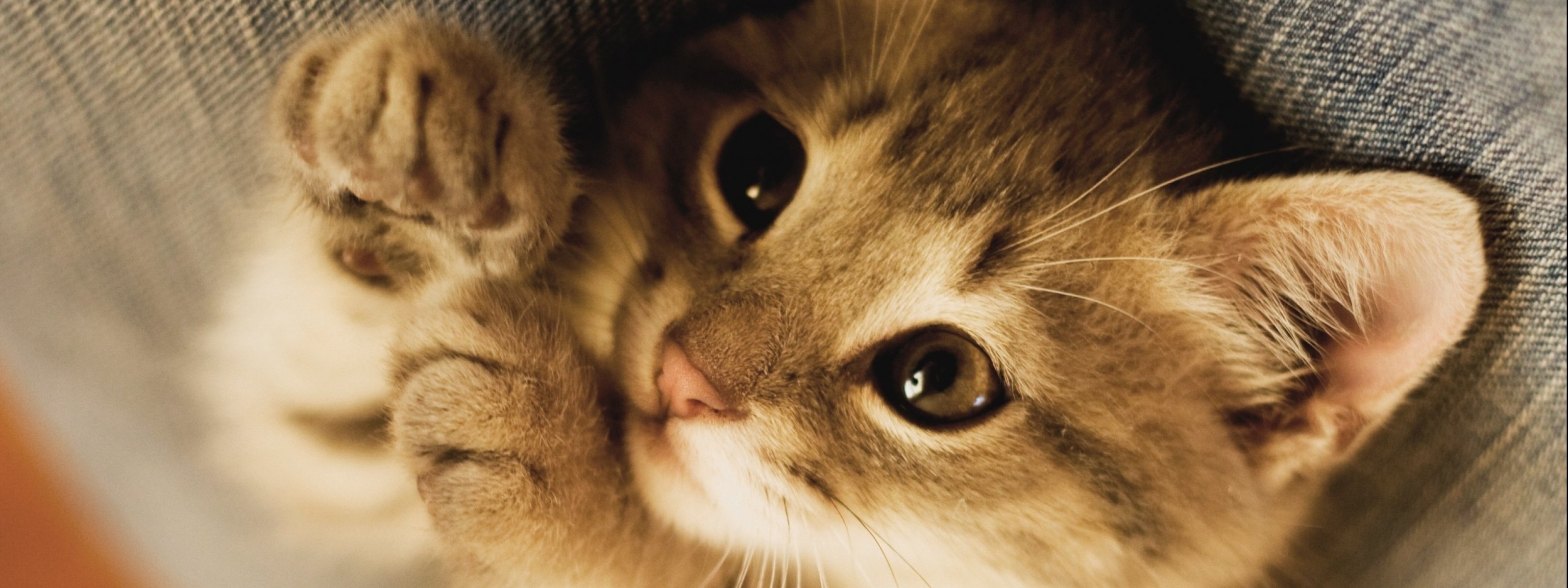 kittens, Kitten, Cat, Cats, Baby, Cute, S Wallpaper