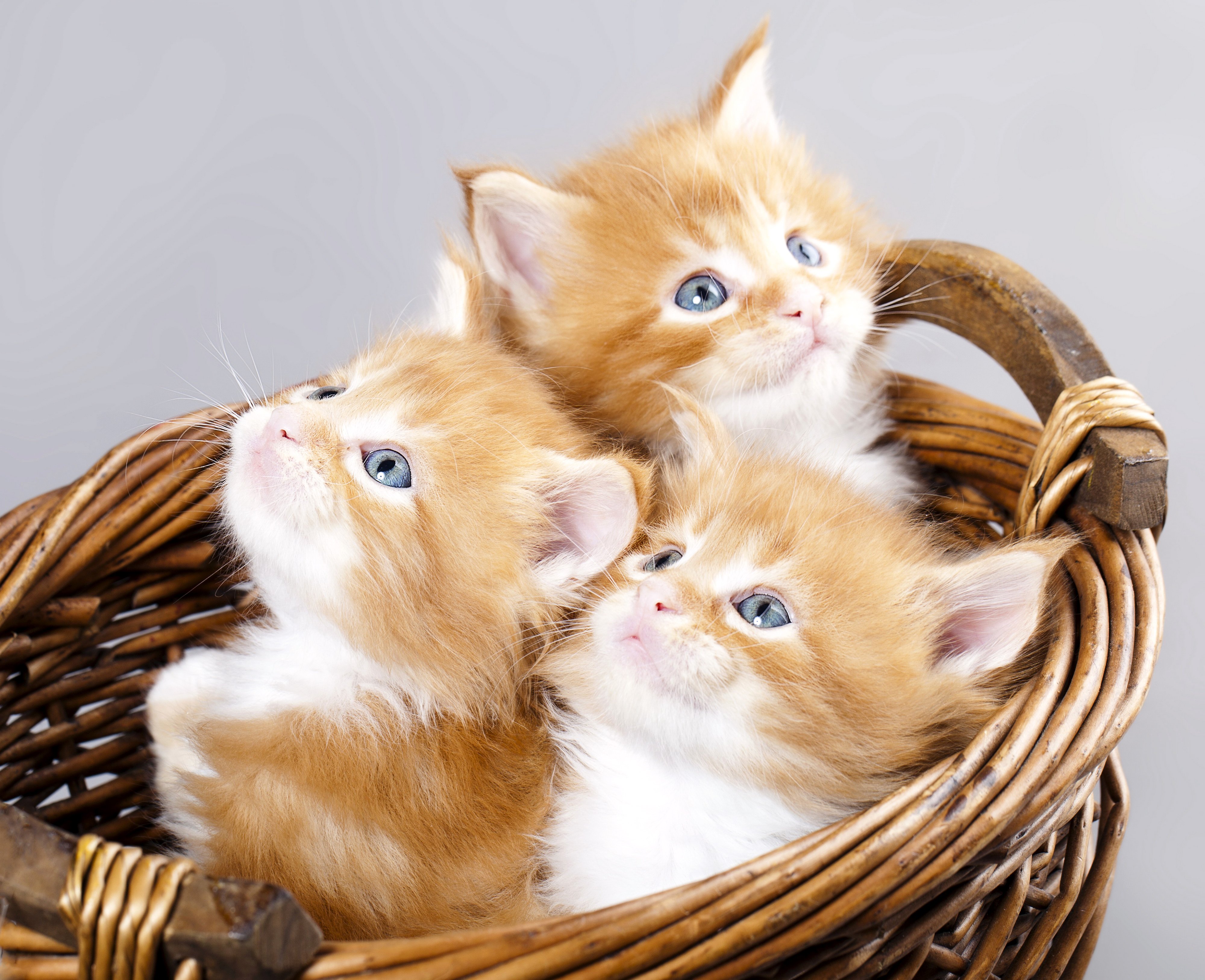 kittens, Kitten, Cat, Cats, Baby, Cute, S Wallpapers HD / Desktop and ...