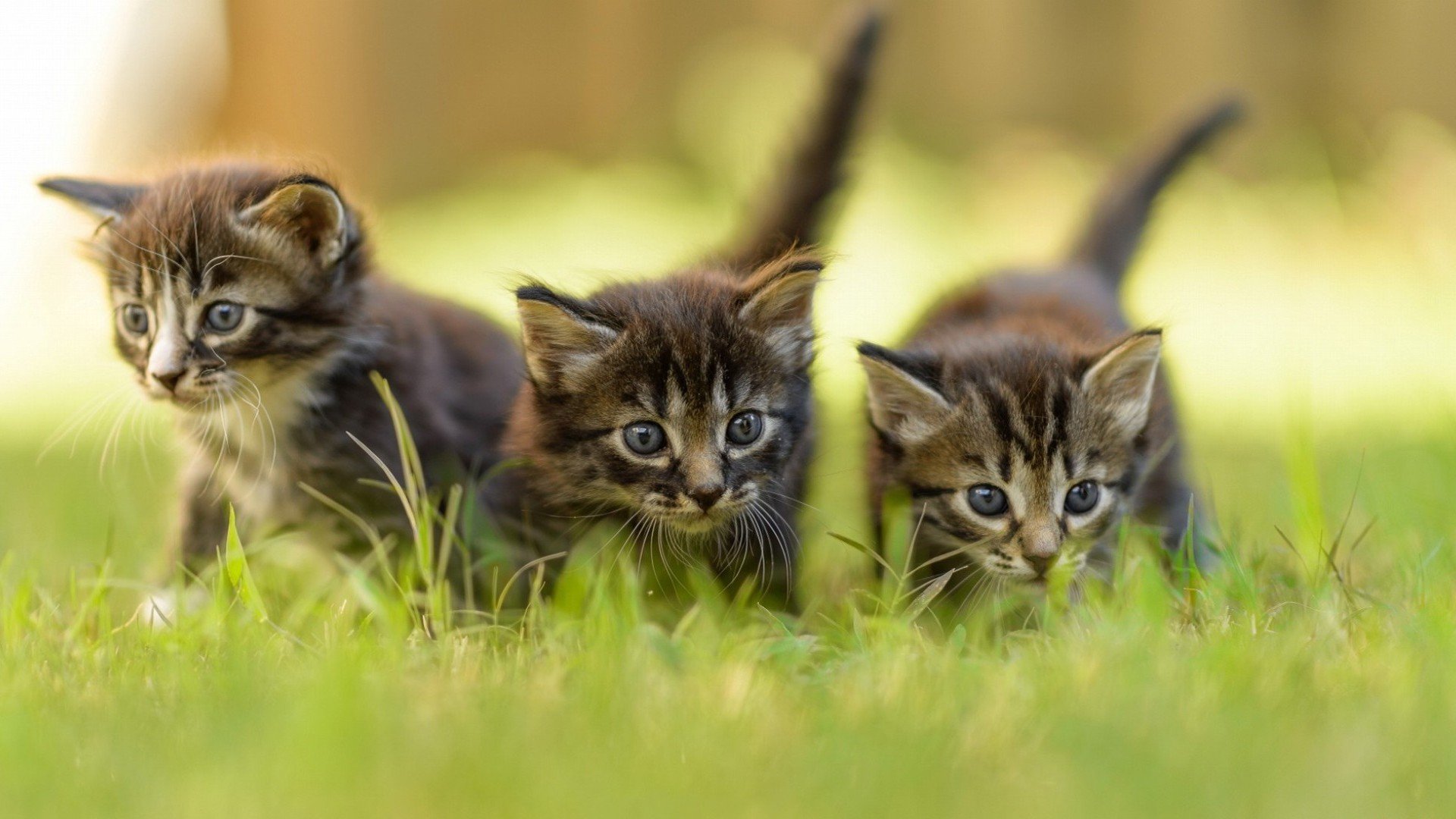kittens-kitten-cat-cats-baby-cute-s-wallpapers-hd-desktop-and