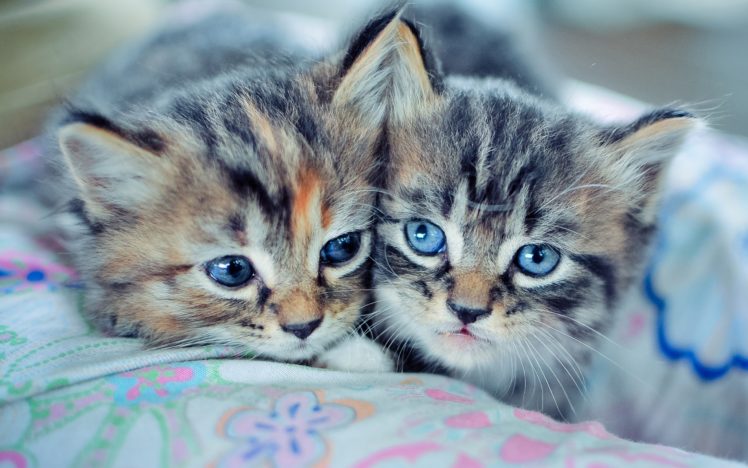 kittens, Kitten, Cat, Cats, Baby, Cute, S HD Wallpaper Desktop Background