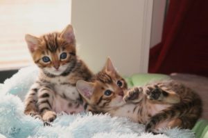 kittens, Kitten, Cat, Cats, Baby, Cute, S
