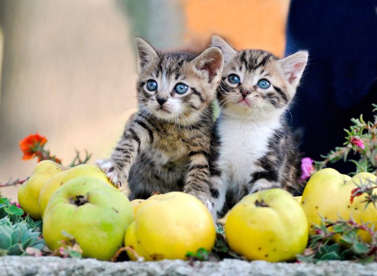 kittens, Kitten, Cat, Cats, Baby, Cute, S HD Wallpaper Desktop Background