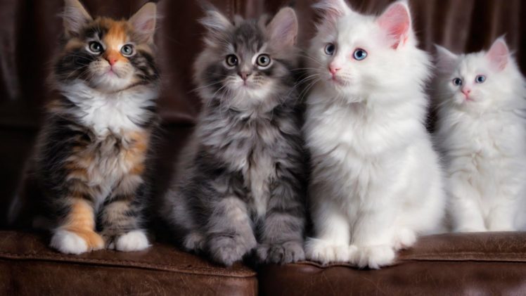 kittens, Kitten, Cat, Cats, Baby, Cute, S HD Wallpaper Desktop Background