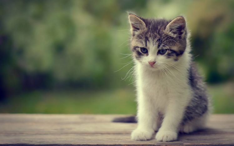 kittens, Kitten, Cat, Cats, Baby, Cute, S Wallpapers HD / Desktop and ...