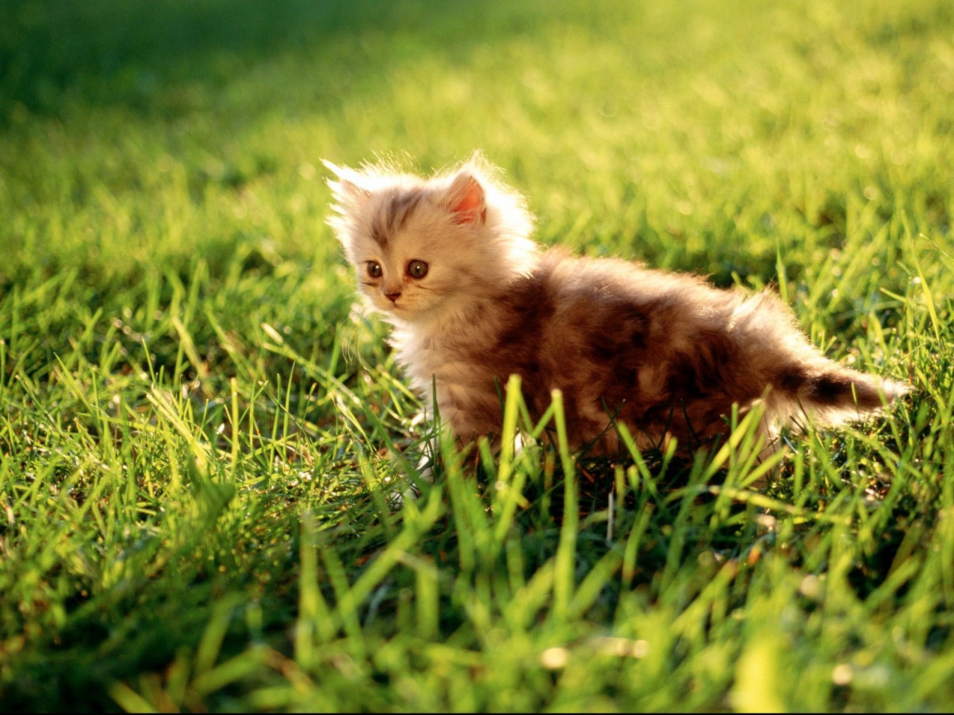 kittens, Kitten, Cat, Cats, Baby, Cute, S Wallpaper