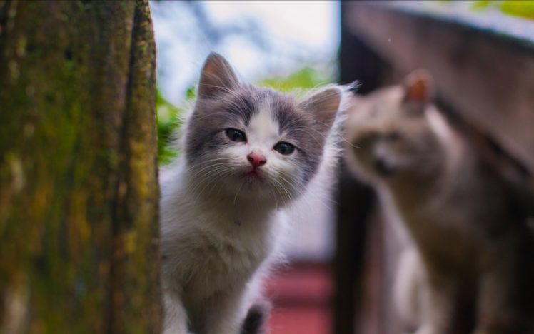 kittens, Kitten, Cat, Cats, Baby, Cute, S HD Wallpaper Desktop Background