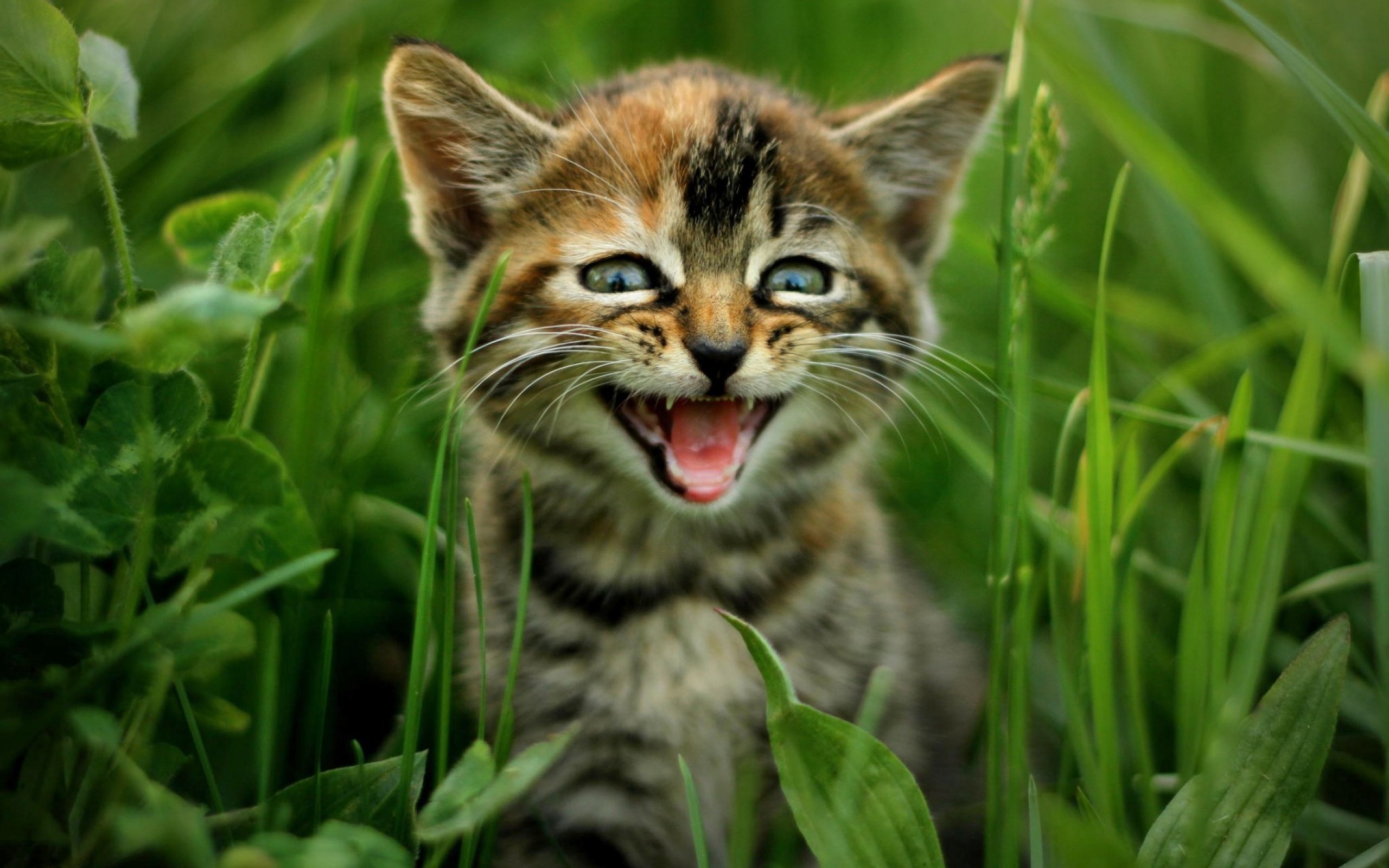 kittens, Kitten, Cat, Cats, Baby, Cute, S Wallpapers HD / Desktop and ...