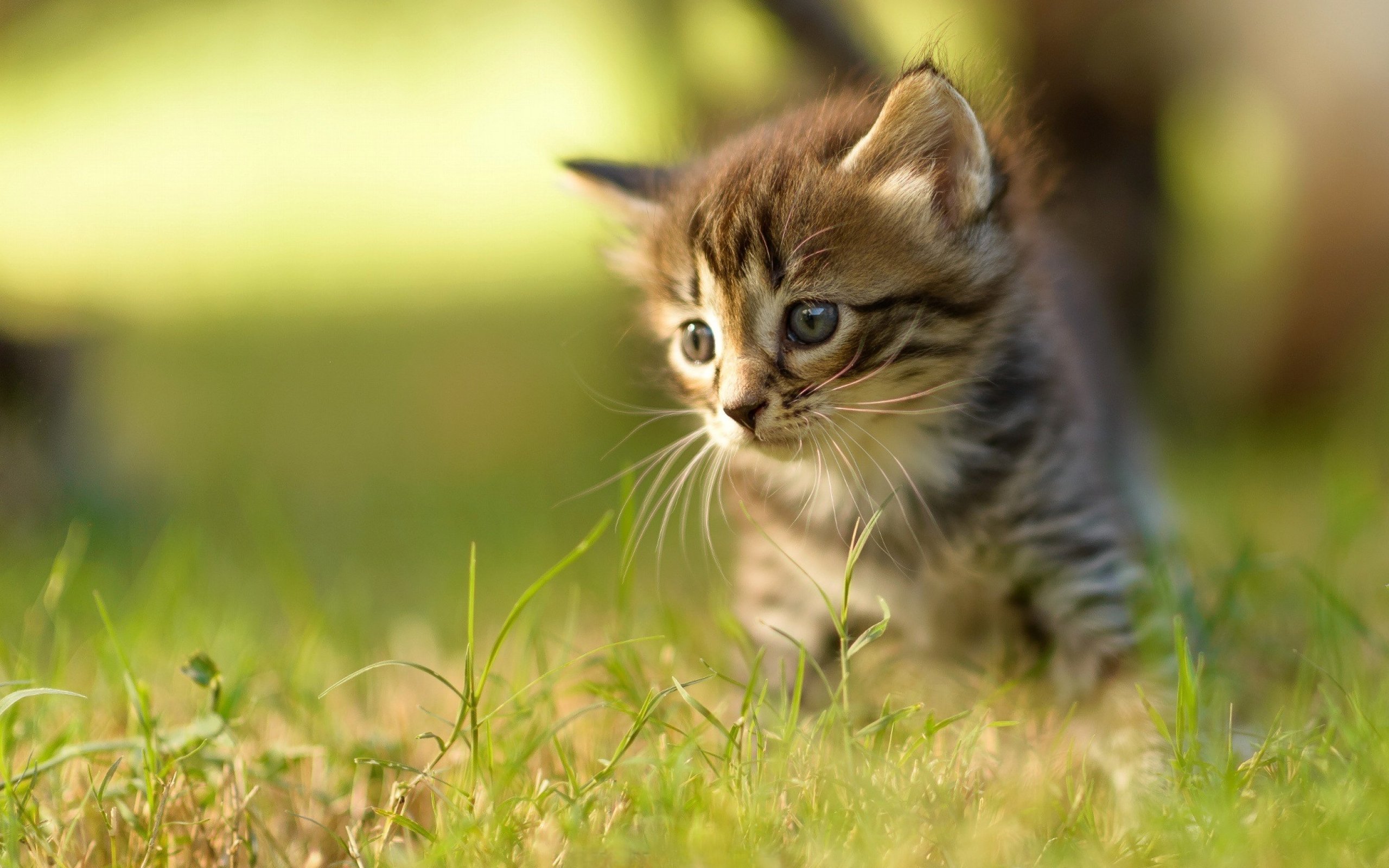 kittens, Kitten, Cat, Cats, Baby, Cute, S Wallpapers HD / Desktop and ...