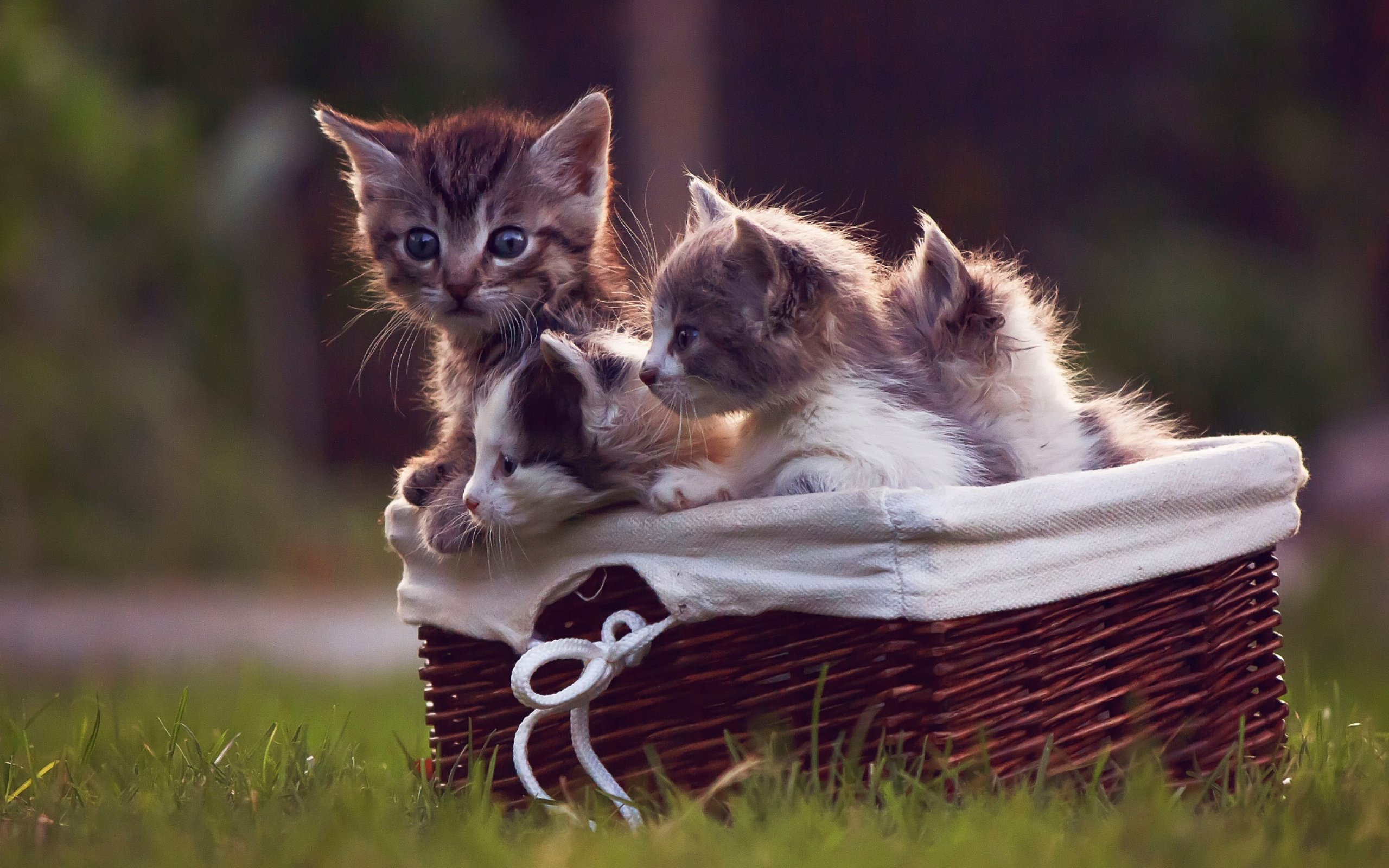 kittens, Kitten, Cat, Cats, Baby, Cute, S Wallpaper