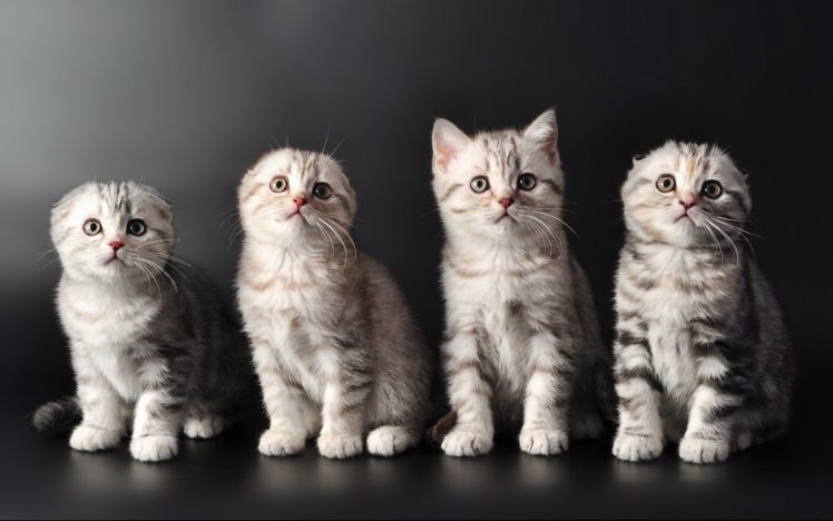 kittens, Kitten, Cat, Cats, Baby, Cute, S HD Wallpaper Desktop Background
