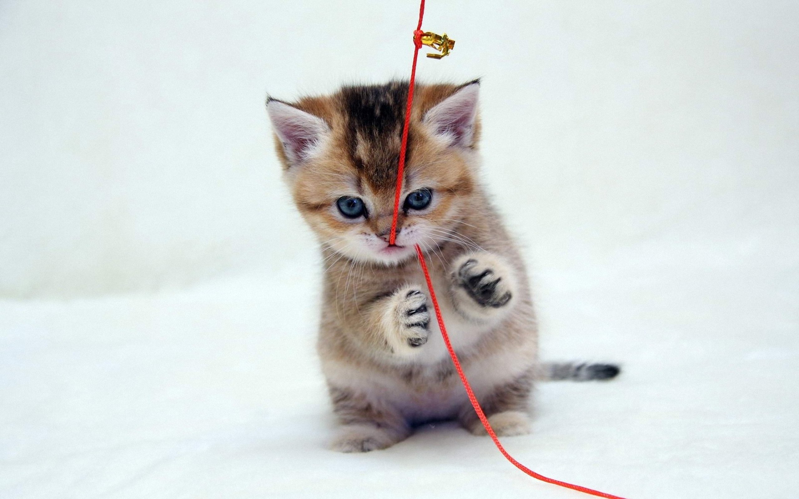 kittens, Kitten, Cat, Cats, Baby, Cute, S Wallpaper