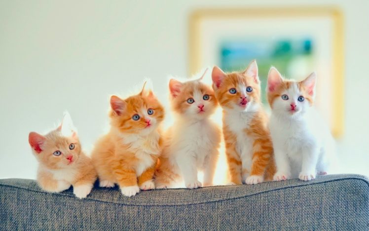 kittens, Kitten, Cat, Cats, Baby, Cute, S |